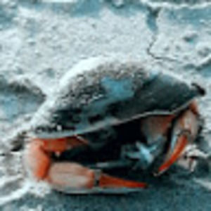 Meet your Posher, Walter